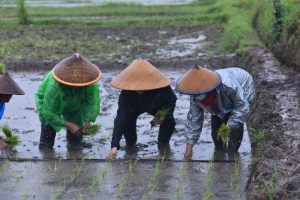 Tanam Padi di Bawah Hujan Ala Puan