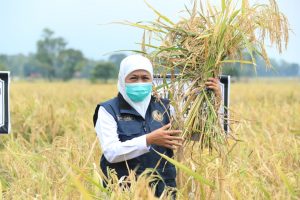 Jatim Kembali Sebagai Penghasil Padi Terbesar di Indonesia