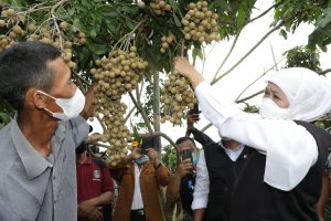 Gubernur Khofifah Panen Kelengkeng di Kota Wali