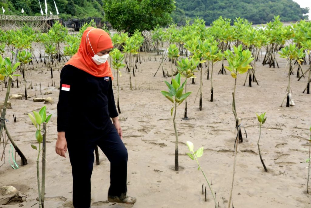 Eksisting Mangrove di Jatim Terluas di Pulau Jawa