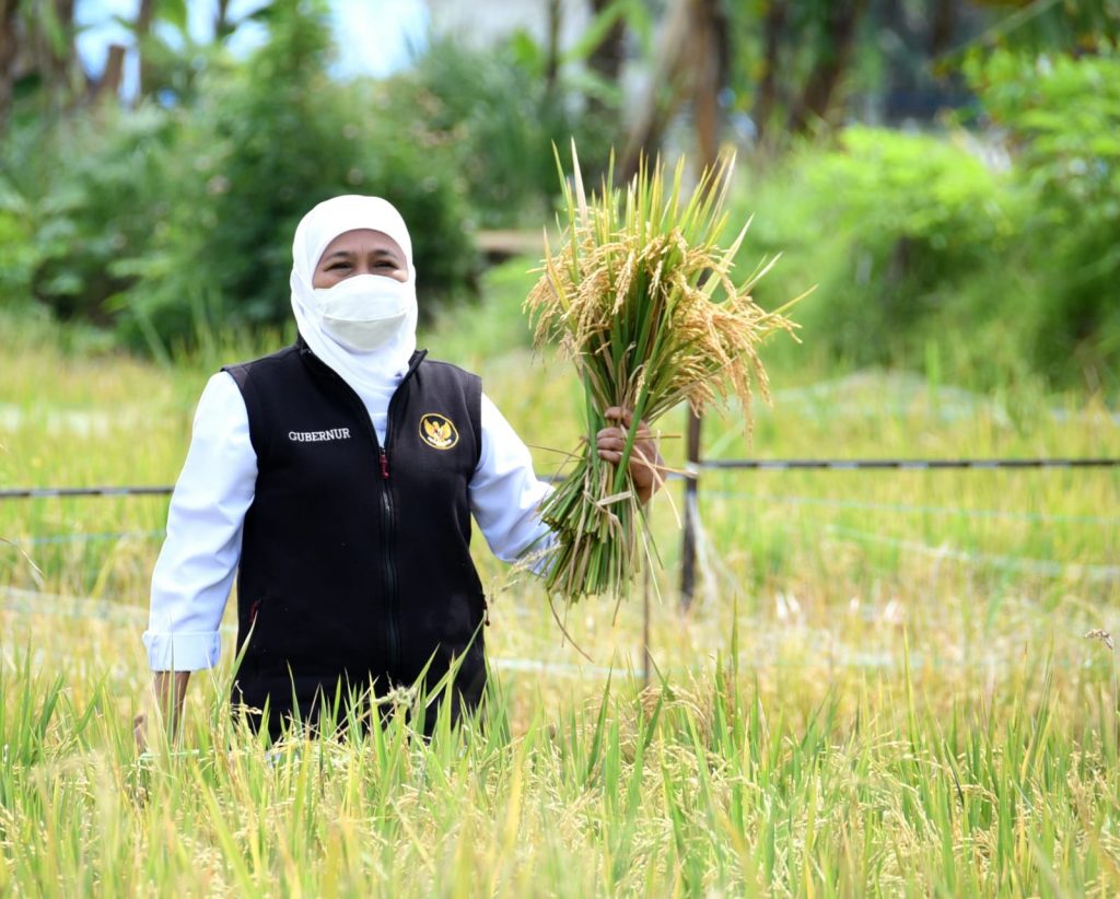 Dua Jenis Padi Varietas Unggul di Kabupaten Malang