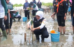 Tanam 5.750 Bibit Mangrove, Gubernur Khofifah  Gaungkan Sedekah Oksigen