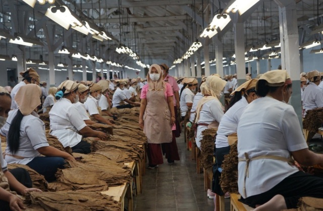 PTPN X  Fokus Tingkatkan Kinerja Komoditas Tembakau