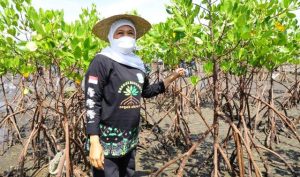 Hari Mangrove Sedunia, Gubernur Khofifah Ajak Masifkan Pelestarian