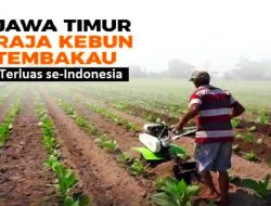 Dipimpin Khofifah-Emil, Jatim Jadi Produsen & Pemilik Areal Tembakau Terluas di Indonesia