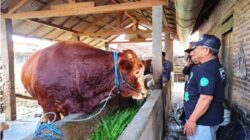 Presiden Prabowo Beli Sapi Kurban Milik Warga Blitar
