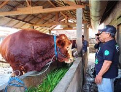 Presiden Prabowo Beli Sapi Kurban Milik Warga Blitar